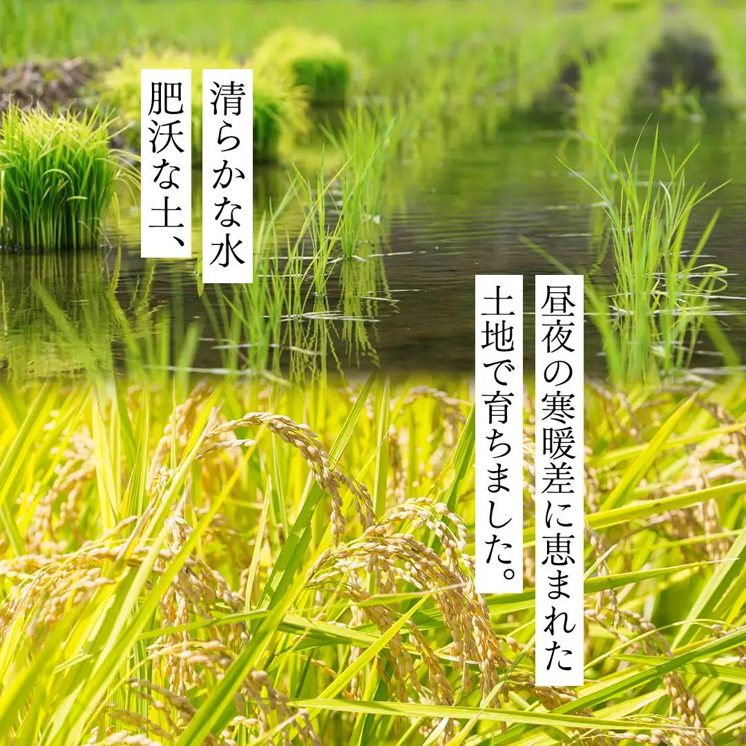 《 令和8年産 》 桜川市産 こしひかり 15kg 新米 先行予約 茨城県 桜川市 米 お米 白米 コメ ごはん 精米 コシヒカリ 国産 限定 銘柄米 [SC011sa]
