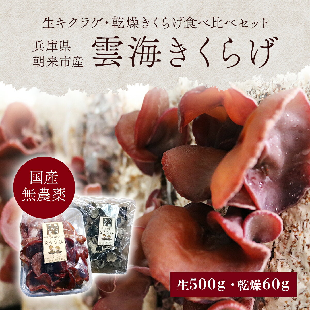 【ふるさと納税】『生きくらげ』『乾燥きくらげ』食べ比べセット(生500g+乾燥60g)【農薬不使用】朝来市産『雲海きくらげ』 きくらげ キクラゲ 木耳 生キクラゲ 生木耳 乾燥キクラゲ 乾燥木耳 セット 食べ比べ 詰め合わせセット きのこ 無農薬 兵庫県 朝来市 AS2BA3