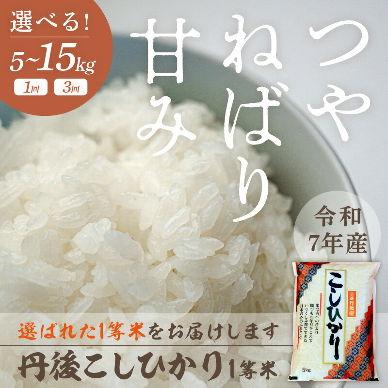 【ふるさと納税】令和7年産 1等米 丹後こしひかり 選べる 回数 内容量 5kg 10kg 1回 3回 定期便 久美浜 国産 産地直送 お米 白米 丹後コシヒカリ おにぎり お弁当 京都産 京丹後 こしひかり 精米 ふるさと納税 コシヒカリ 米