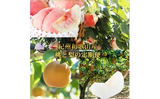 
                  【2回定期便】【7・8月】かつらぎ町のフルーツ定期便（桃・梨） 【tkb425】
                
