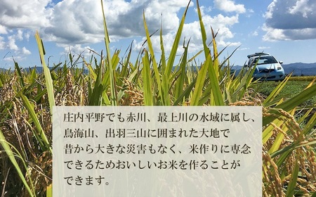 【令和7年産先行予約】 山形県庄内産　特別栽培米ササニシキ 精米 10kg （10kg ×1袋）　野々ファーム