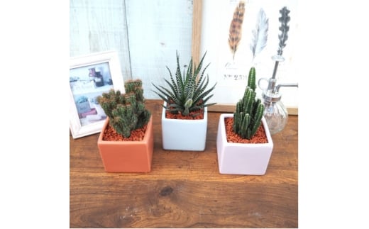 おすすめおまかせ サキュレンツ3個セット【1697809】