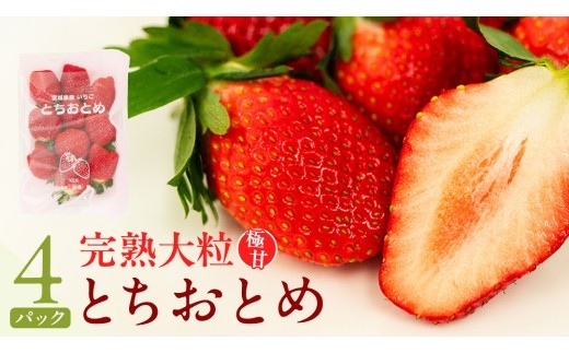 
                  《 2027年 収穫分 》 完熟 とちおとめ 260g×4パック KEK 国産 いちご イチゴ 苺 くだもの 果物 フルーツ 冬 春 旬 [BC006sa]
                