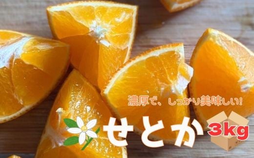 
            せとか 3kg ご家庭用 みかん 愛媛 先行予約 【2026年2月上旬から順次発送】 数量限定 愛媛県産 人気 柑橘 伊予市｜B244
          