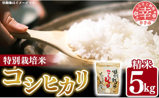 
            令和6年度産【特別栽培米】コシヒカリ 5㎏ - こしひかり 5kg 令和６年産 精米 埼玉県 幸手市 幸手市産
          