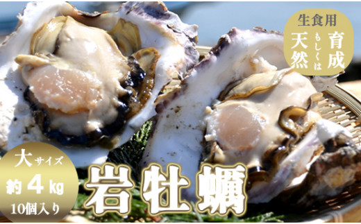 訳あり 岩がき 大サイズ 10個入 4kg前後 生食用 京都府 舞鶴産 牡蠣【～8月中頃まで】