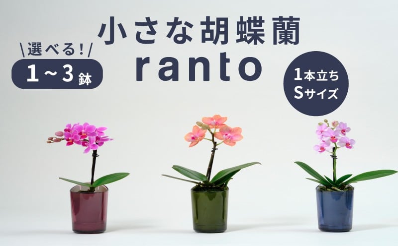 
            小さな 胡蝶蘭 1本立ち 鉢 付き 選べる個数 1～3鉢 ranto Sサイズ 飾るだけ 手軽 ミディー胡蝶蘭 花 お花 華 観葉植物 植物 コンパクト 小さめ 鑑賞 インテリア 贈答 記念日 ギフト プレゼント お祝い 祝い 誕生日 還暦 米寿 お歳暮 お中元 贈り物 母の日 千葉県 旭市 椎名洋ラン園 sye
          