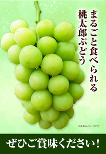 桃太郎ぶどう 1房680g【配送不可地域あり】ぶどう