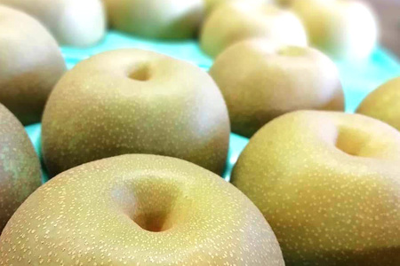 【皆藤梨園】梨 豊水（約5kg/3L～5L/14～10玉）【8月下旬以降発送予定】 75-B