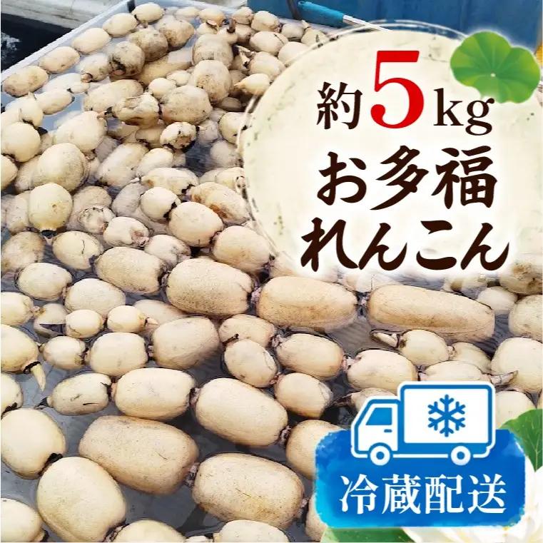 先行予約 れんこん 5kg お多福れんこん 蓮根 レンコン 農家直送 産地直送 新鮮 野菜 根菜 有機肥料 【2026年9月より順次発送】（111-02）