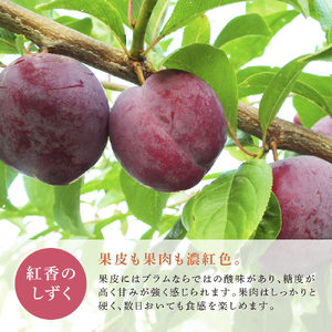 【先行受付】プラム(品種：紅香のしずく１ｋｇ)