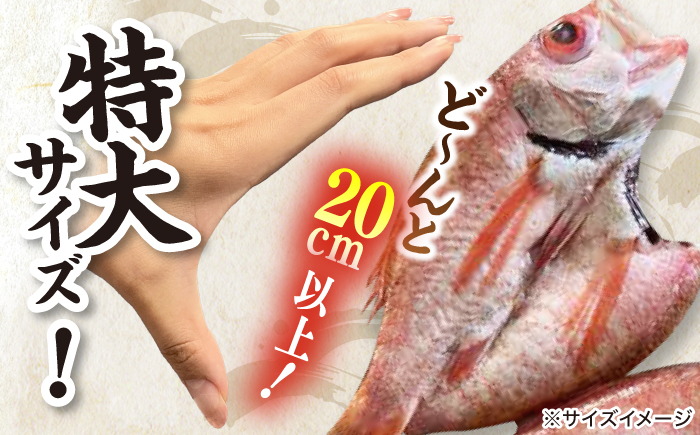 TV放映多数！県内外のファンがわざわざ訪れる 天日ほしもん屋特製 特大のどぐろ干物×4枚（20cm以上） 島根県松江市/桝谷鮮魚店 [ALCJ002]
