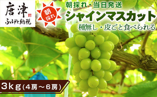 『先行予約』【令和7年9月中旬より順次発送】シャインマスカット3kg 4房～6房 葡萄 ぶどう 果物 フルーツ スイーツ