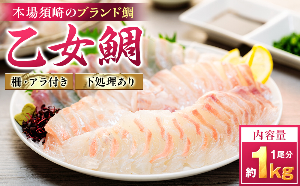 真鯛 刺身 用 柵 アラ付き 1尾 セット 本場須崎のブランド 鯛 乙女鯛 新鮮 冷蔵 刺身 お刺し身 タイ 鯛 高級魚 鮮魚 海鮮 魚介 煮付け 鯛めし 鯛茶漬け 鯛しゃぶ アラ汁 皿 高知県 須崎