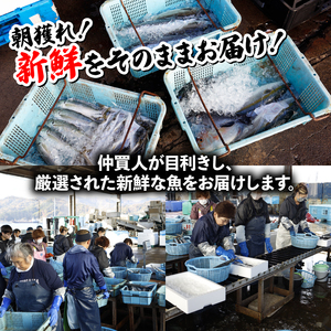 訳あり 鮮魚 詰め合わせ セット 3～4種 約2kg ： 旬の魚 朝獲れ 鮮度抜群 魚 鮮魚セット 訳あり鮮魚 あじ サバ ススキ つばす 鯵 鯖 鰯 サゴシ グレ 鯛 カマス 赤カレイ いわし レン