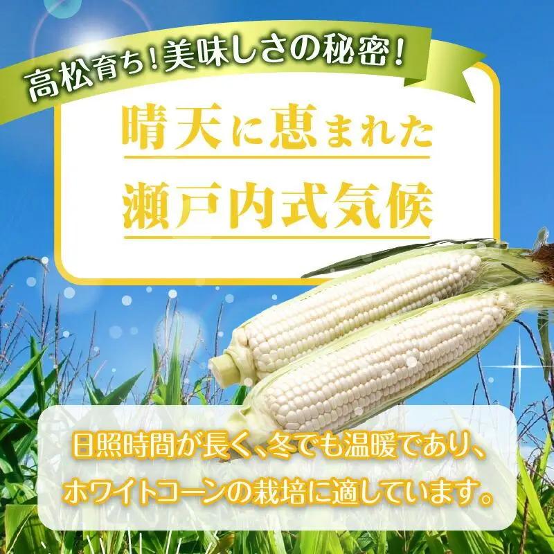 上品な甘さ 瀬戸内 ホワイトコーン 約2.5kg【2027-6月中旬～2027-7月中旬配送】| コーン