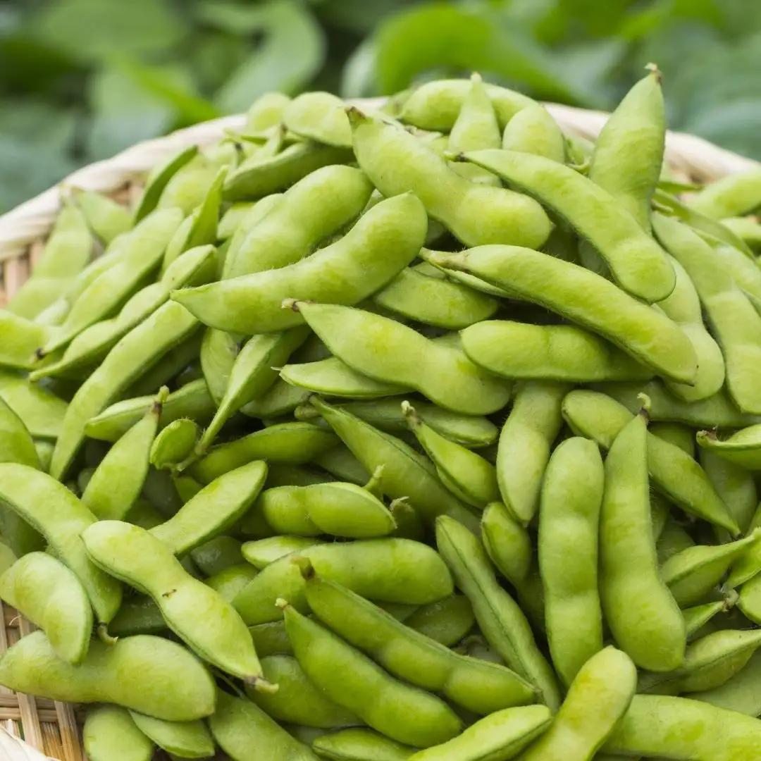 枝豆 2kg 新潟県産 朝どり 枝豆