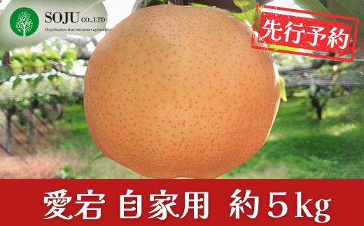 先行予約 和梨 愛宕 自家用 約5kg 令和8年度 新潟県三条市産 梨   [三条果樹専門家集団] 【010S262】