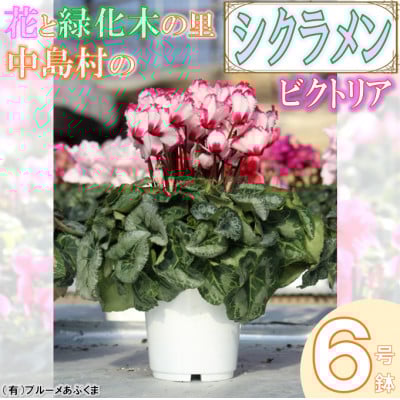 
            ＜先行予約＞シクラメン6号鉢(ビクトリア)　ブルーメあぶくま【1494362】
          