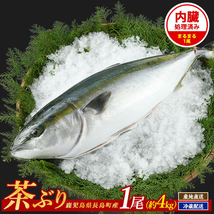 茶ぶり ラウンド(約4kg・内臓処理済)九州産 鹿児島産 長島町 鰤 ぶり ブリ 海鮮 魚介類 魚 海産物 刺身 しゃぶしゃぶ 煮魚 ソテー 焼き魚 ブリ大根 ぶりしゃぶ【ウスイ】us