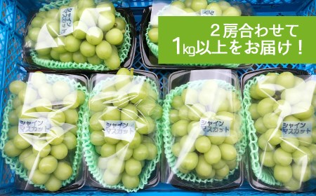 【令和8年産先行予約】シャインマスカット 1kg（2房）山形県鶴岡市産　さわかわ農園