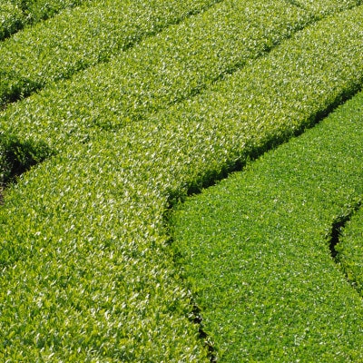【6本】掛川茶の香りを存分に味わうスパークリングティー | Apoptosis Sparkling【配送不可地域：離島・北海道・沖縄県・四国・九州】