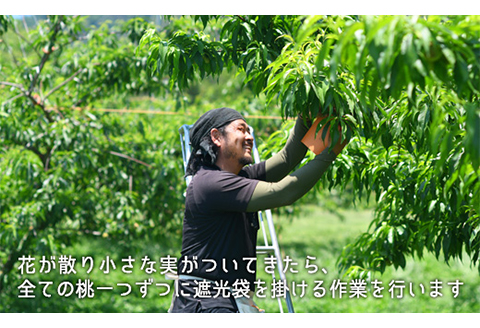 岡山県産「清水白桃」約1.3kg（5～6玉）