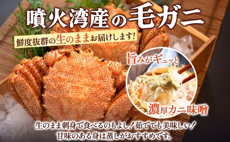 北海道 噴火湾産 活毛がに 2尾 （1尾300g～400g） 2025年6月下旬～7月中旬お届け 先行受付 北海道産 旬 新鮮 毛がに かに カニ 蟹 毛ガニ 毛蟹 カニ味噌 天然 噴火湾 産地直送 