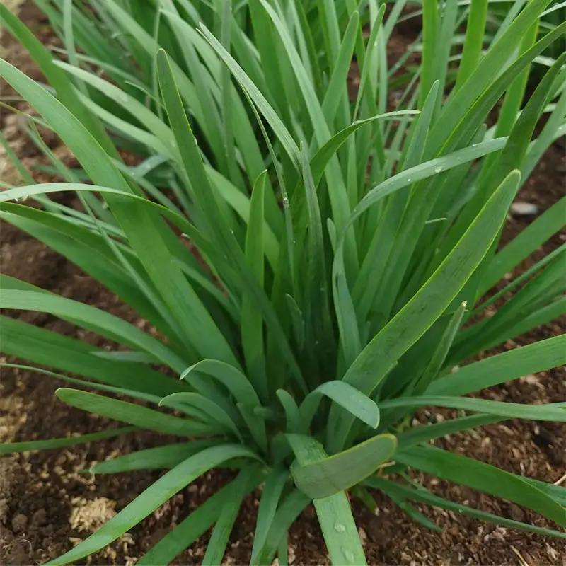 山形県 戸沢村産 にら 4kg(40束) 2026年5月下旬から順次発送 国産 野菜 やさい 韮 ニラ 料理 餃子 炒め物 惣菜 自宅 家庭 F7W-0339