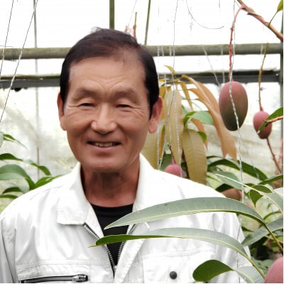 【2026年7月から順次発送・特選】美ら宮農園のアーウィンマンゴー2kg(4～6玉)【配送不可地域：離島】