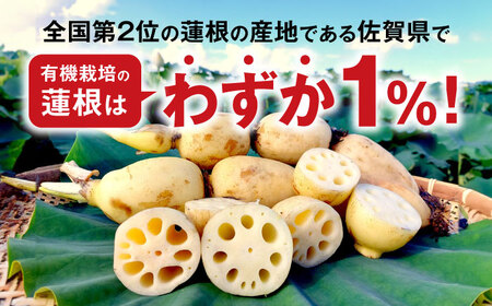 【2026年度発送分 先行予約】有機（オーガニック）泥付き蓮根1kg / 佐賀県 / 吉田農園 [41AHAE004]