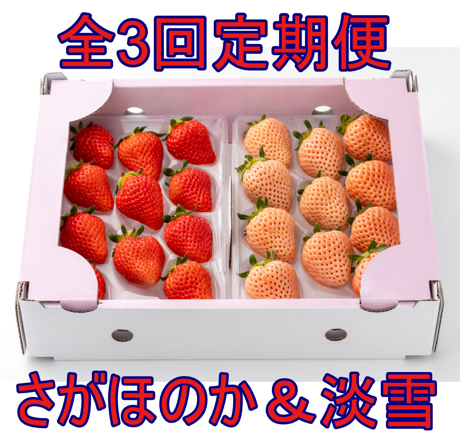 
            【定期便セット】【全3回】岸川農園のいちご「さがほのか&淡雪」
          