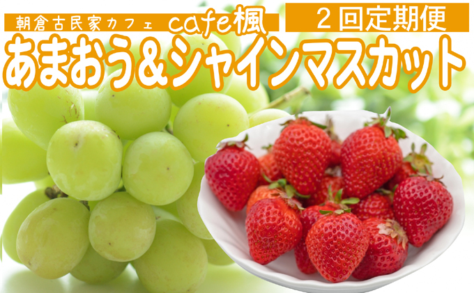 定期便 2回 あまおう シャインマスカット セット ★ Cafe 楓 ★ シャイン マスカット いちご 果物 フルーツ 配送不可：北海道・東北・沖縄・離島 