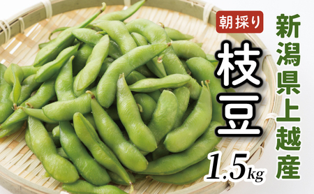 【数量限定】朝採りを産地から当日発送！ 新潟上越「高田圃場」の採れたて枝豆 たっぷり1.5kg 上越市 えだまめ