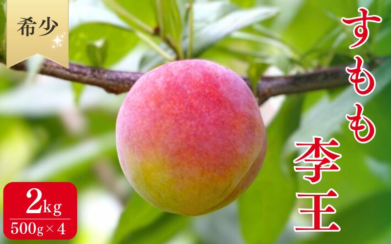 
先行予約 すもも（李王）2kg ※6月中旬～7月中旬頃に順次発送予定【期間限定・数量限定・2025/6/20まで】 / スモモ お取り寄せ 期間限定 夏 フルーツ 果物 希少 冷蔵 和歌山県 田辺市
