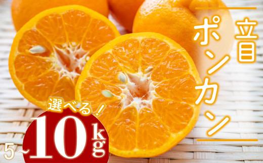 
            【2026年2月より発送】訳あり ぽんかん 5kg 10kg 特上品 贈答用 大小混合品 高知県産 立目ぽんかん 果物 フルーツ ボンカン 果樹園 さかもと  柑橘 みかん ミカン 有機肥料 主体 低農薬 KJS010_SKU
          