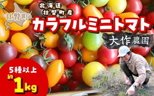 【2027年7月より発送】カラフルミニトマト約1kg(5種以上) 大作農園 北海道壮瞥町 【 ふるさと納税 人気 おすすめ ランキング 先行予約 ミニトマト ミニトマトセット 北海道産トマト トマト とまと リコピン 完熟 高糖度 食べ比べ 野菜 新鮮野菜 産地直送 完熟トマト 多品種 カラフルトマト トマトベリー アイコ フルーツトマト 大作農園 北海道 壮瞥町 送料無料 】 SBTR011