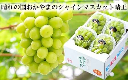 ご家庭用 シャインマスカット 晴王 3～6房 計約1.5kg【2026年8月下旬～11月下旬まで順次発送予定】 マスカット 葡萄 ぶどう ブドウ 果物 フルーツ 岡山県 倉敷市