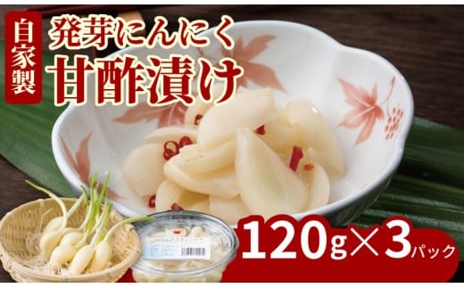 発芽ニンニク甘酢漬けセット（3パック）臭いが気にならない　にんにく