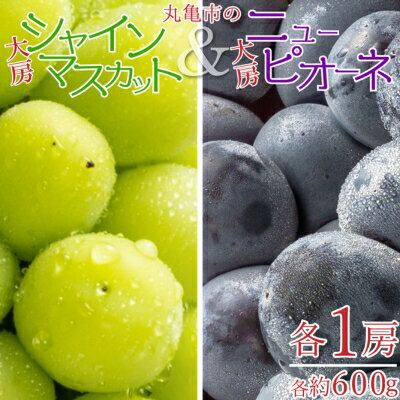 【ふるさと納税】丸亀市の大房シャインマスカット＆大房ニューピオーネ　各1房（各約600g） 果物 ぶどう フルーツ 果汁 甘い 濃厚 風味 種なし ジューシー 人気 セット 詰合せ 　お届け：2025年8月中旬～2025年9月中旬