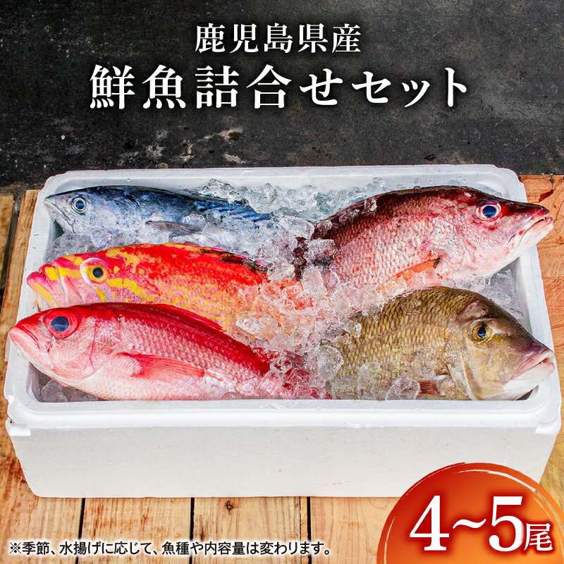 【ふるさと納税】【年内配送12月1日入金まで】鹿児島県産鮮魚詰合せセット 約5.6kg(4〜5尾) 真鯛 真アジ カンパチ キダイ チダイ アオリイカ などの旬の魚をお届け！　海産物 魚介 さしみ 刺身 セット 鯛 生魚 煮魚 カルパッチョ 国産【サカナカケル】