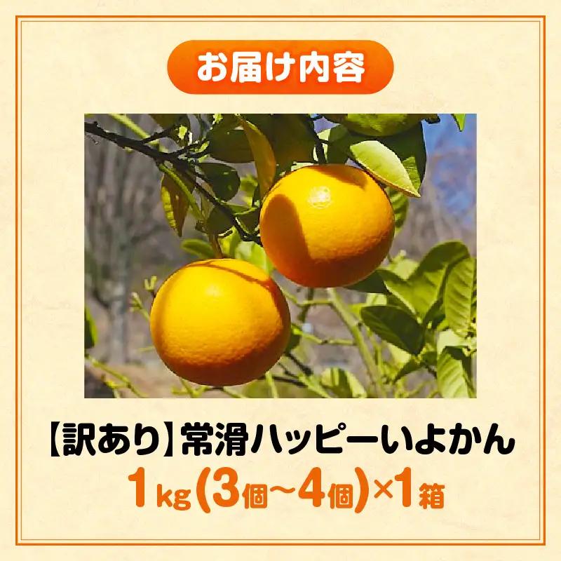 【先行予約】【訳あり】常滑ハッピーいよかん 1kg （3～4個）｜いよかん フルーツ 常滑市