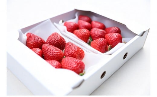 朝どり完熟あまおう2P　福岡市志賀島産