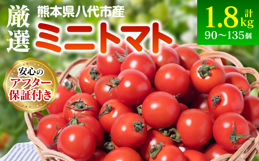 【先行予約】厳選ミニトマト 1.8kgトマト 野菜 厳選  やさい サラダ 甘い【2024年12月上旬より順次発送】