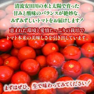 【2025年10月下旬より発送】安田町産 愛情たっぷり新鮮トマト3kg 新鮮 トマト 数量限定 詰め合わせ セット 甘い 旬 野菜 3kg 3キロ 採れたて くだもの 夏野菜  ギフト 3kg  2万