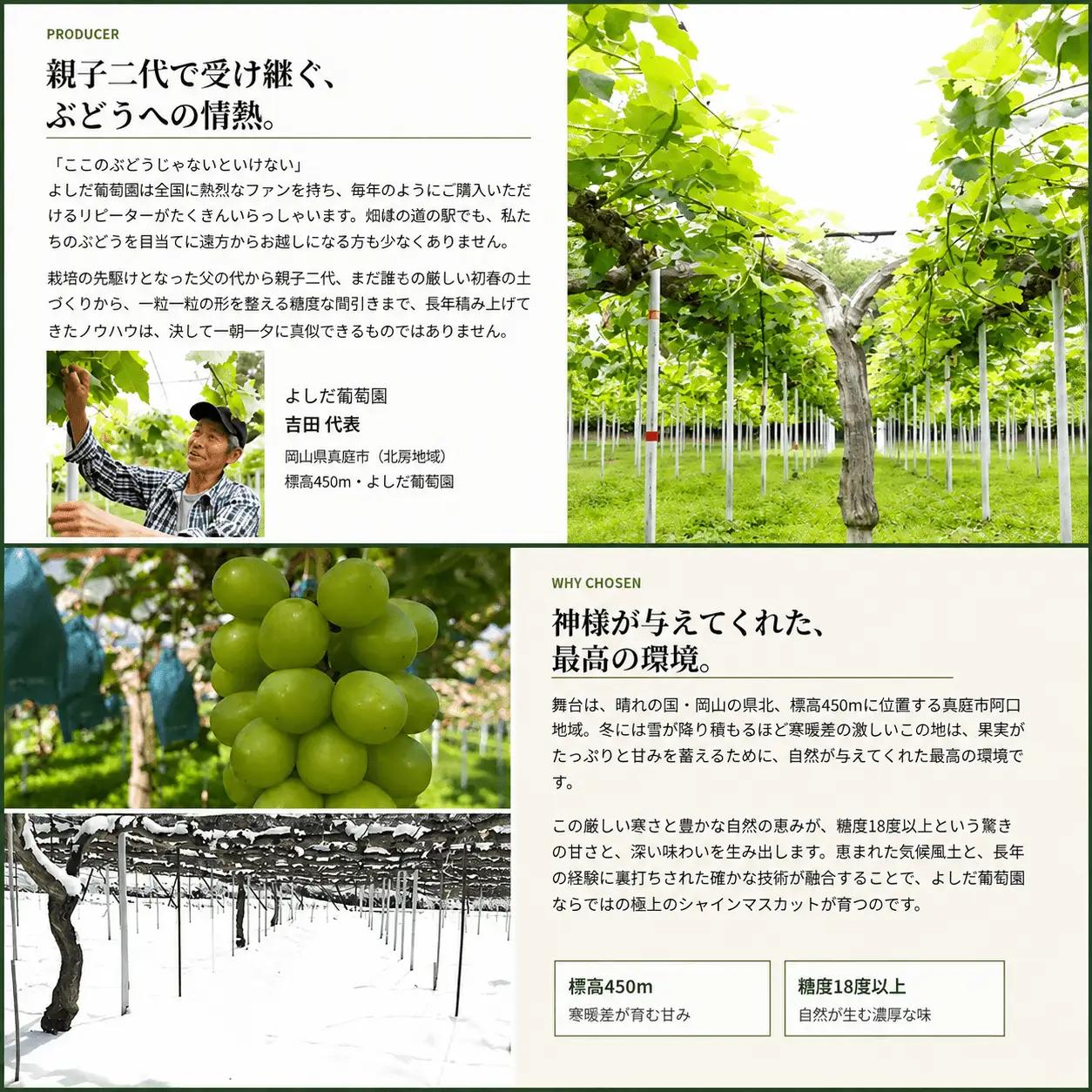 【2026年先行予約】 糖度18度以上！朝採れシャインマスカット 1.5kg (3房または4房) ぶどうの概念が変わる よしだ葡萄園の極上品【10月上旬～10月下旬頃に順次発送】 / ぶどう シャイン