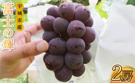 【先行予約】【選べる容量】富士の輝 2房（約500g×2 計約1kg）