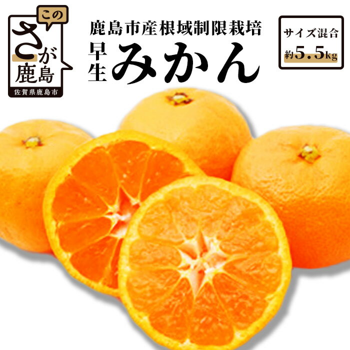 【ふるさと納税】甘い！鹿島みかん 根域制限栽培みかん 早生 【約5.5kg】 普通栽培より糖度が1〜2度高いみかん サイズ混合 S〜L【11月中旬～下旬お届け】みかん ミカン 蜜柑 果物 フルーツ 佐賀県 鹿島市 送料無料 B-343