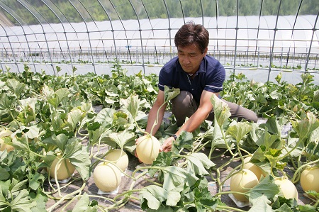 【大玉】黄美香（青肉）メロン2玉　4kg以上【BQ-002】