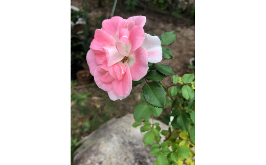 花 薔薇（ミニバラ苗木）：スマイルふくやま・1ポット 広島県福山市/小林商事 植物 お花 ポット苗 苗 薔薇 バラ 観葉植物 [BAEA004]